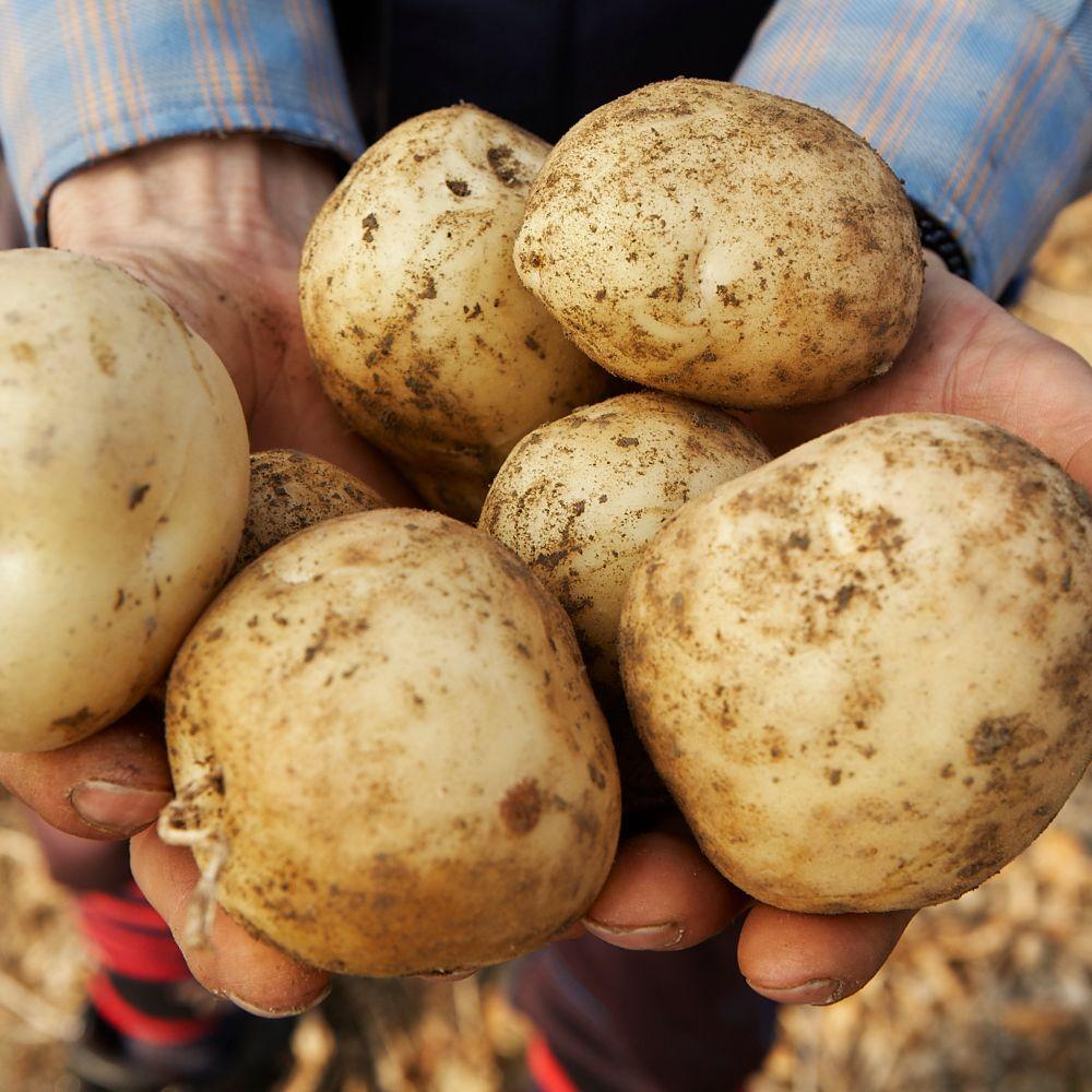 햇 두백 감자 5kg (중대)