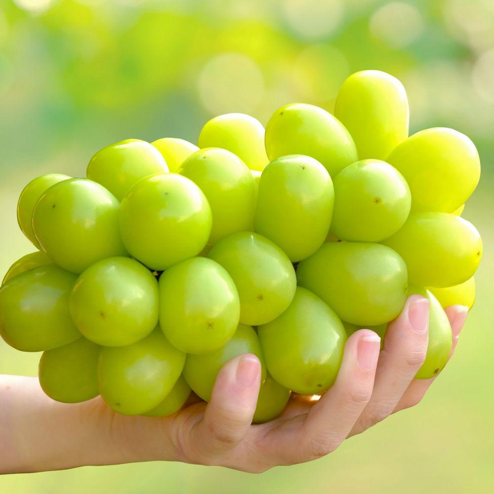 샤인머스캣 0.7kg (최상품)