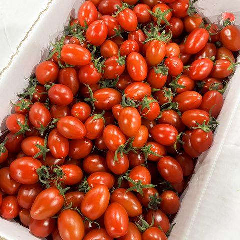 대추방울토마토 5kg (3~4번)