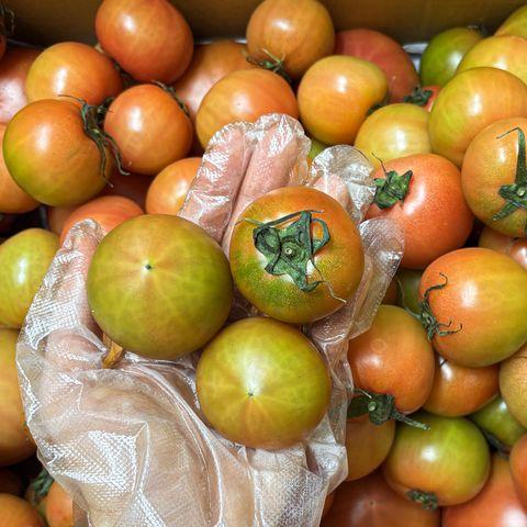 분향 찰토마토 5kg (1번)