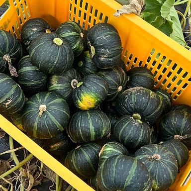 제주 밤호박 2.5kg (실속 랜덤과)