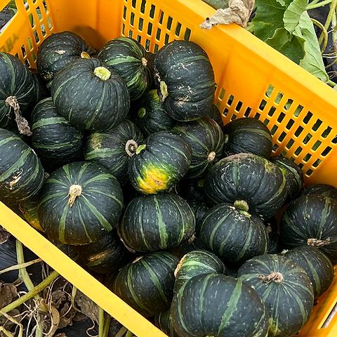 제주 밤호박 2.5kg (실속 랜덤과)